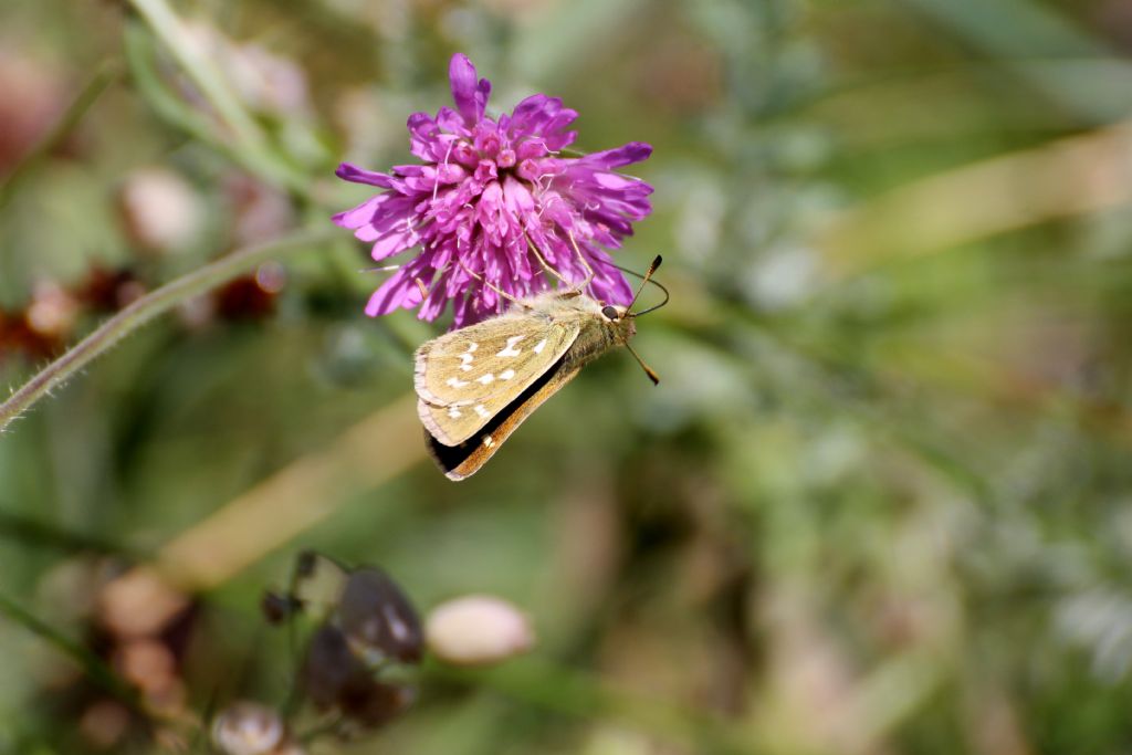 Hesperia comma? S